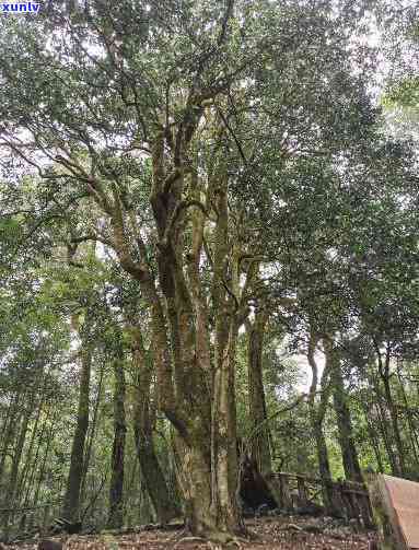 大雪山2700年古树茶：图片、价格全揭秘，了解其价值与分类