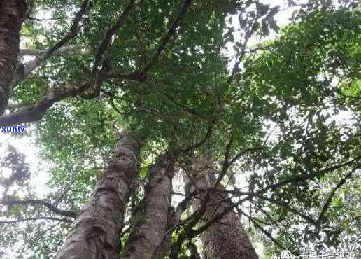 巴达山古树茶：1700年老树茶简介与特点