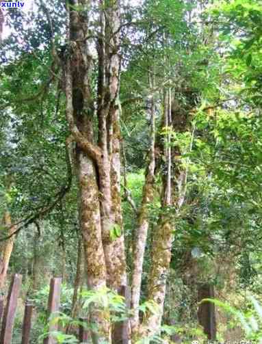 巴达山古树茶：1700年老树茶简介与特点