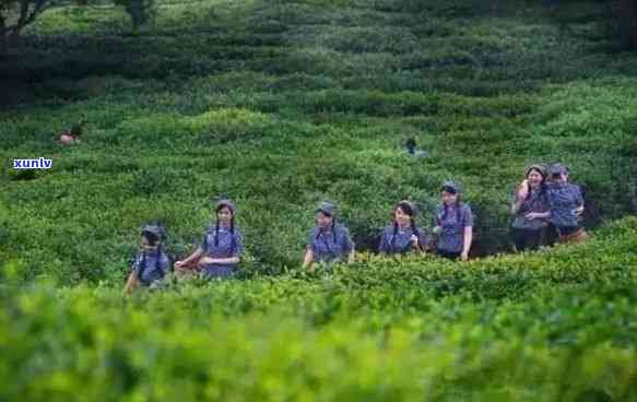 门红茶茶叶初制厂-门红茶茶叶初制厂家