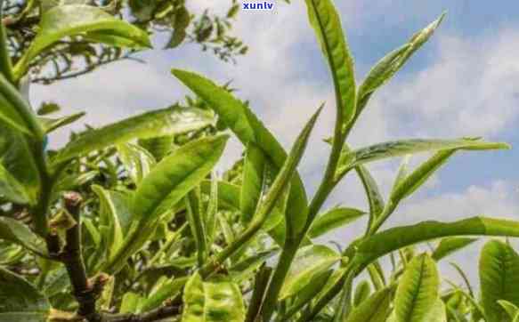 冰岛昔归茶叶产地是哪里？探寻这两种名贵茶的源头