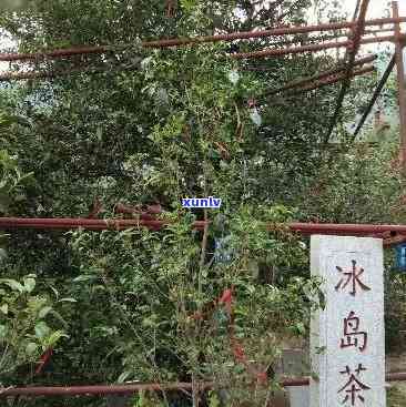 冰岛茶香味，探索冰岛茶的独特香气：一次味蕾的冒险