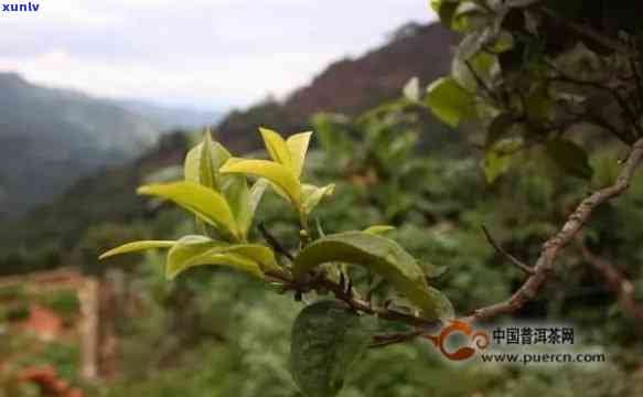 云南十大名寨茶，探索云南之美：揭秘十大名寨茶的神秘魅力