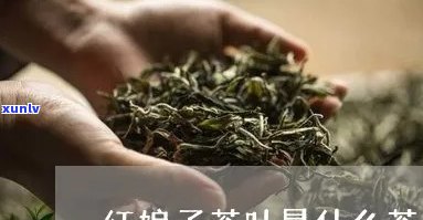 子红茶叶是什么茶-子红茶叶是什么茶种