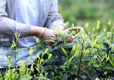 开门红茶叶是什么茶-开门红茶叶是什么茶叶