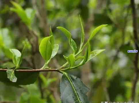 大片叶子红茶：能喝吗？做法与识别 *** 全解析