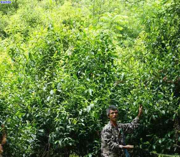 生茶熟茶哪个好一点-生茶熟茶哪个好一点呢