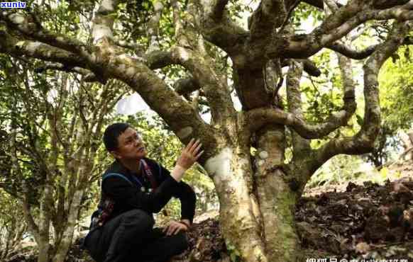 布朗山新班章老树、大树茶及生茶口感与价格全解析