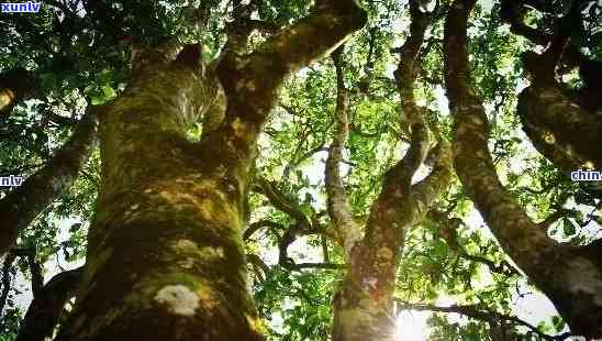 探究老班章古茶树树龄：如何区分及发现最老古茶树