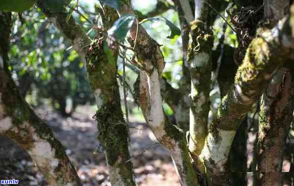 深入解析：新班章茶口感特点与古树茶的区别