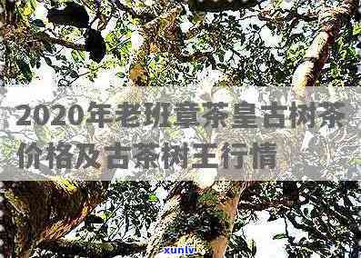 老班茶品班章王价格-2020年老班章茶王价格