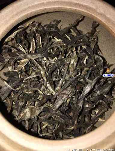 存生茶喝熟茶品老茶-存生茶喝熟茶品老茶好吗