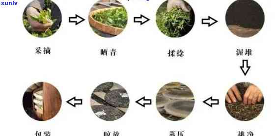 生茶怎样  成熟茶？  、过程及图片全解析！