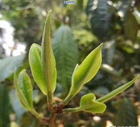 晒青茶生茶还是熟茶好，探讨：晒青茶，是选择生茶还是熟茶更好？