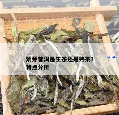 紫茶：生茶还是熟茶？哪种更健？