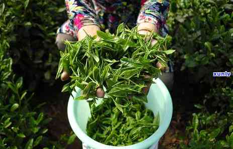 生茶熟茶区别是什么呢，深度解析：生茶与熟茶的区别是什么？