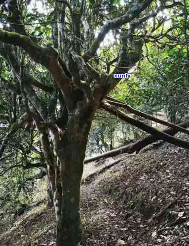 帕沙古树茶特点视频：详解其独特风味与收藏价值