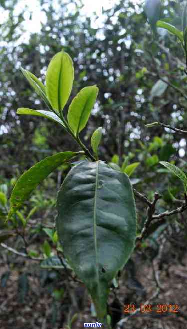 新班章古树茶口感：三大特点及价格介绍，是否有古树？