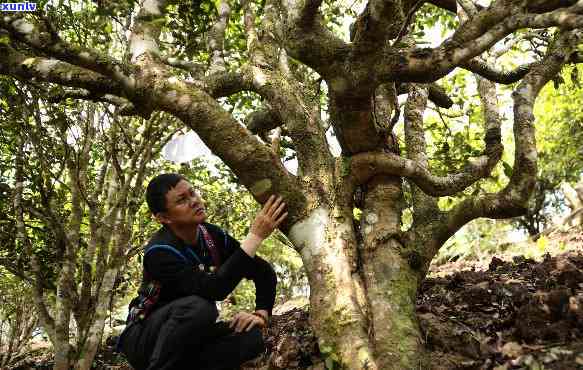 班章古树：生茶还是熟茶？口感、特点与功效解析