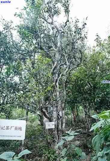 深入了解布朗山古树茶熟茶：特点、口感与功效