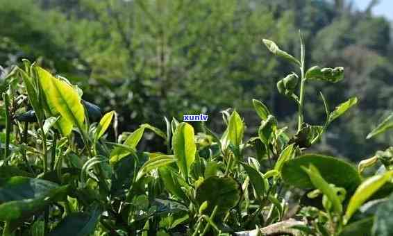 探究菊花普洱茶的魅力：品种、产地、口感与功效一览无余