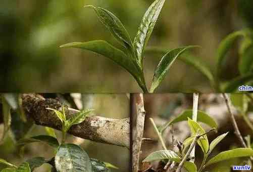 班章古树茶口感，品味班章古树茶：独特的口感体验