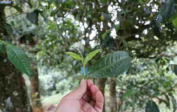 老曼峨古树苦茶功效-老曼峨苦茶价格