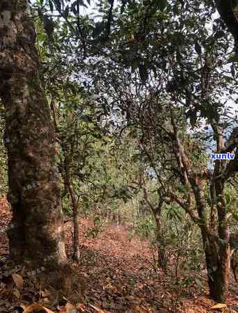 09年老曼峨古树茶-2019年老曼峨古树茶价格