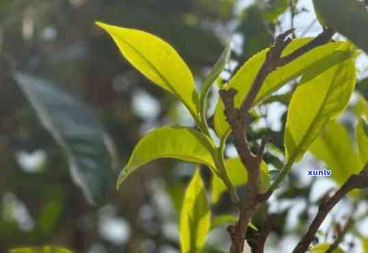 老曼峨和班章古树茶的区别：老树茶品种、口感对比与价格解析