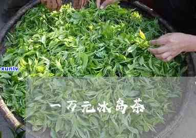 冰岛茶有多少钱一斤-冰岛茶有多少钱一斤的