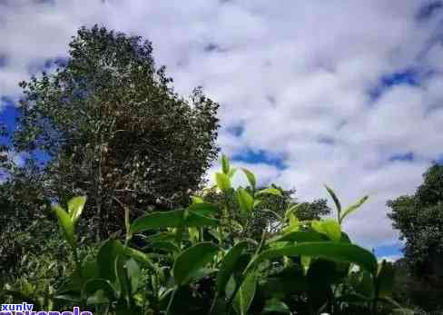 布朗山曼班老寨普洱茶，《探秘布朗山曼班老寨：探寻普洱茶的源头》