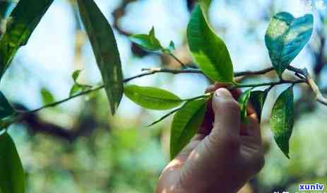 老曼峨班章春茶，品味古韵：探寻老曼峨班章春茶的神秘魅力