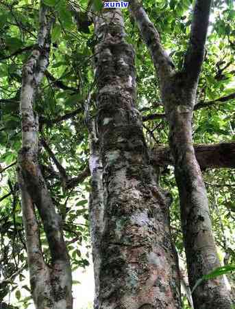 老曼峨勐海班章茶厂，探秘老曼峨勐海班章茶厂：品味云南普洱茶的顶级之作