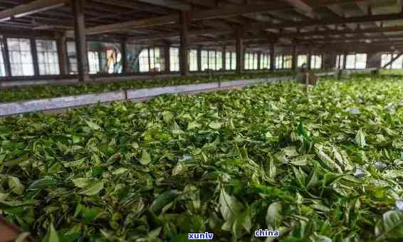 班章茶厂老曼峨，探访班章茶厂老曼峨：揭秘普洱茶的独特魅力