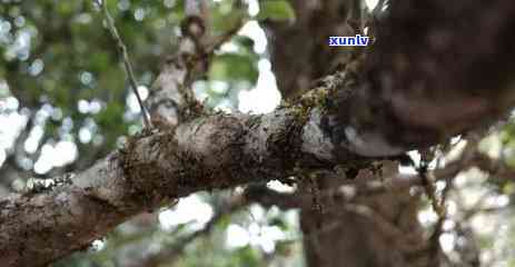 2006年老曼峨班章生茶、熟茶及沱茶价格全解析，一文看懂老曼峨班章茶的历与价值。