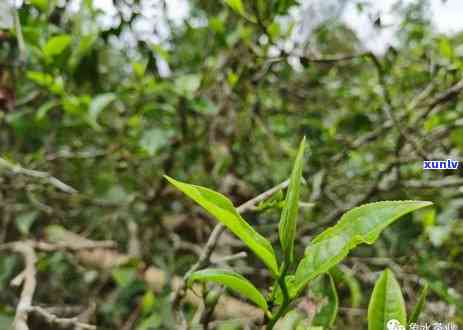 广州老曼峨班章茶厂-广州老曼峨班章茶厂怎么样