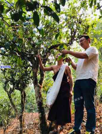 班章老曼峨种是什么茶，《探秘普洱茶：班章老曼峨种的起源和特点》