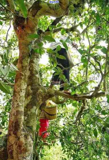 班章老曼峨种是怎样的茶？价格、区别及老树茶介绍