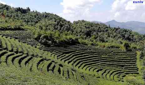 如何全面介绍普洱茶：特点、产品、文化和茶艺师讲解