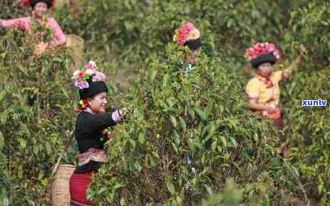 熟茶属于什么发酵茶-熟茶属于什么发酵茶类