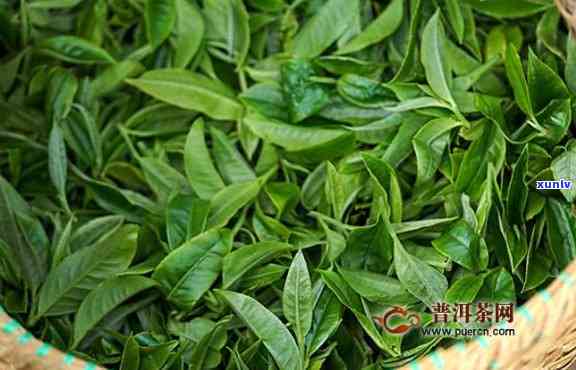 布朗春茶多少钱一斤，布朗春茶价格：每斤多少元？