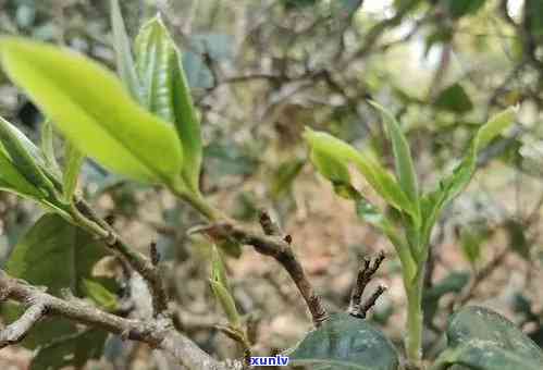 子箐普洱茶特点：口感独特，来自古老茶园的生茶，详细介绍与价格解析