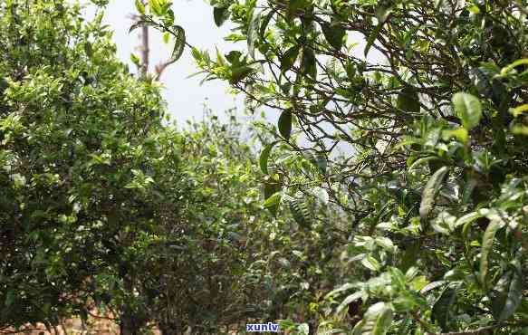 子箐普洱茶特点：口感独特，来自古老茶园的生茶，详细介绍与价格解析