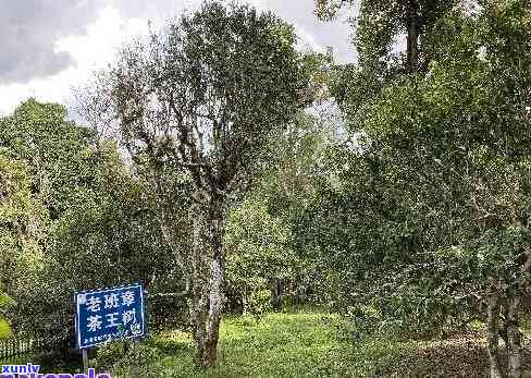 果敢生茶的特点，探索果敢生茶的独特魅力：特点解析与品鉴指南