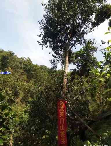 易武天门山高杆古树-易武天门山高杆古树茶特点