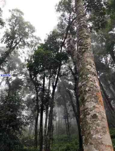 易武天门山高杆古树-易武天门山高杆古树茶特点