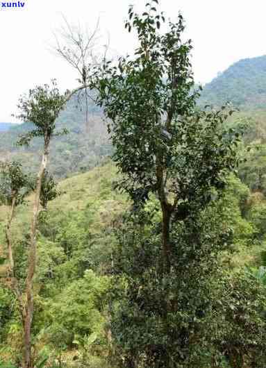 易武天门山高杆古树-易武天门山高杆古树茶特点