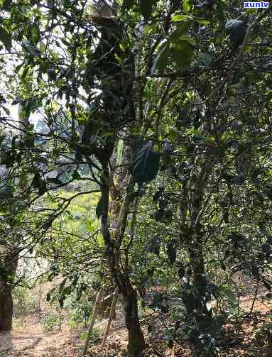 郎河易武正山大树茶，探索郎河易武正山大树茶的独特魅力与口感