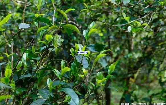 易武茶山属于哪个茶区，探寻云南普洱茶的源头：揭秘易武茶山所属茶区