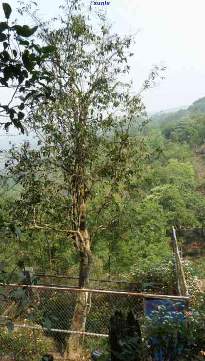 易武茶山旅游攻略，《探秘神秘的云南“普洱茶都”：易武茶山旅游攻略》